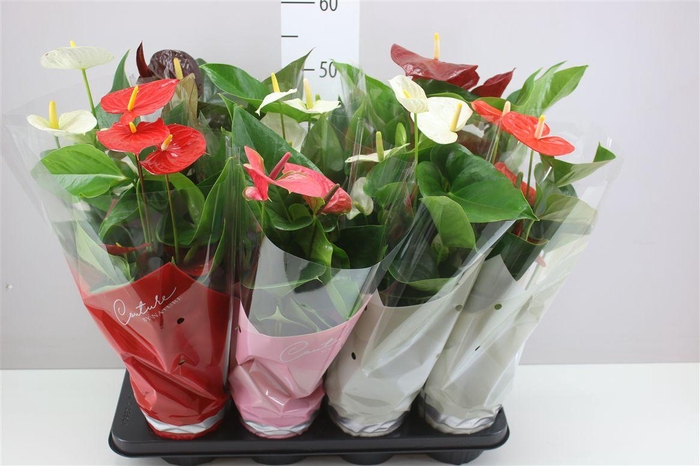 <h4>Anth An Gemengd</h4>