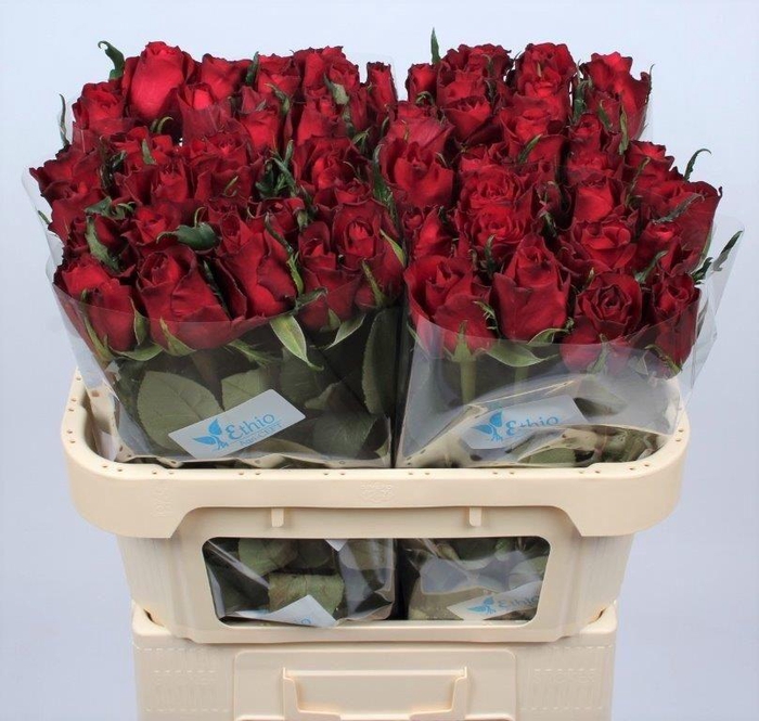 <h4>R GR EVER RED</h4>