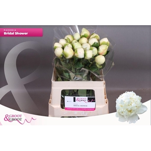 Paeonia bridal shower