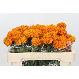 TAG E PROMISE ORANGE