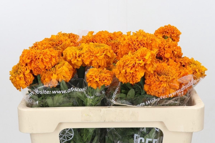 <h4>TAG E PROMISE ORANGE</h4>