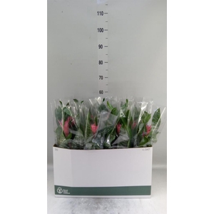 Aechmea fasciata 'Primera'