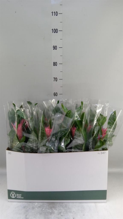 <h4>Aechmea fasciata 'Primera'</h4>
