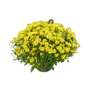 CRISANTEMO BOLA BELGA JASODA C21 AMARELO
