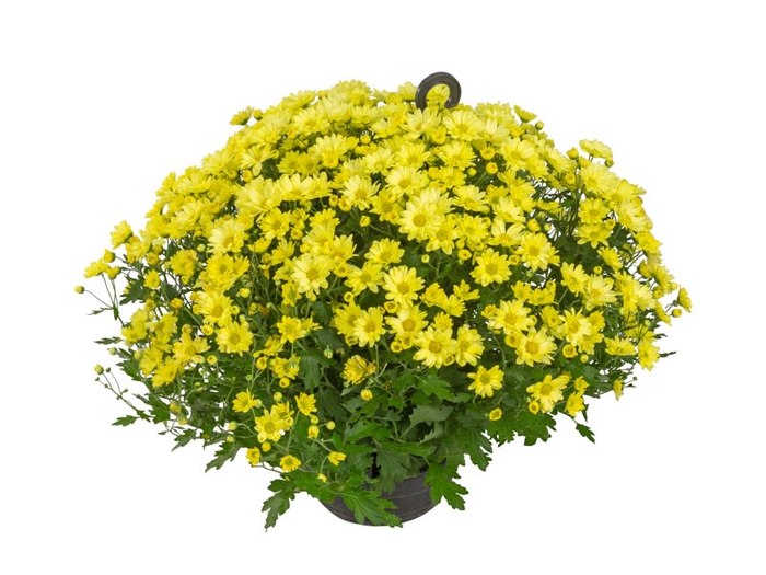 CRISANTEMO BOLA BELGA JASODA C21 AMARELO