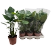 arr8 Monstera Deliciosa