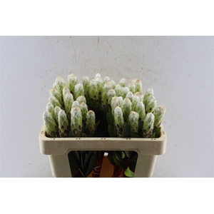 Protea Mundi White C