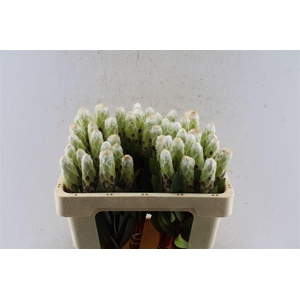 Protea Mundi White C