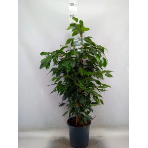 Ficus benja. 'Danielle'