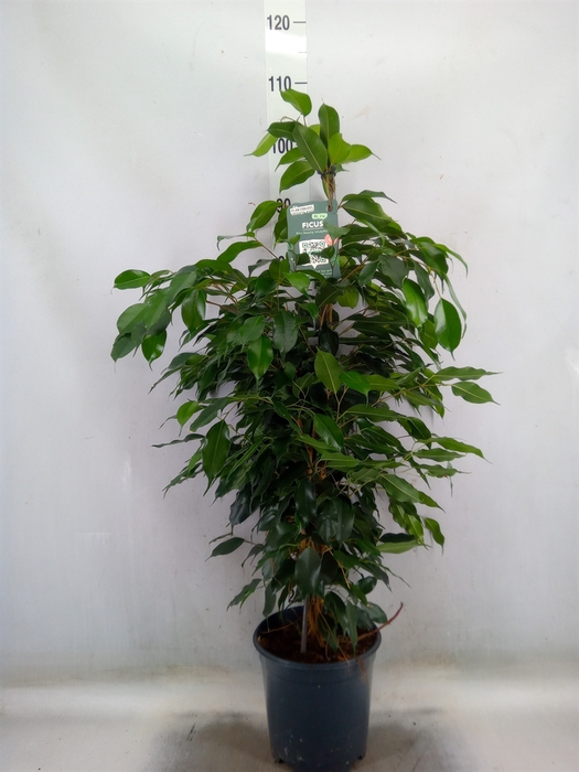 <h4>Ficus benja. 'Danielle'</h4>
