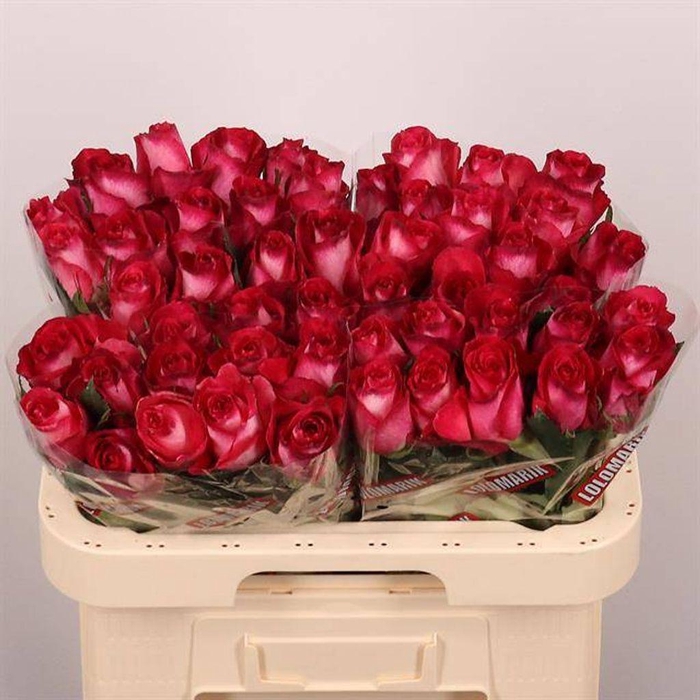 <h4>Rosa large nicoletta</h4>