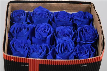 <h4>R Gr Blue Ec</h4>