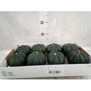 Cucurbita mosc. 'Hayato'