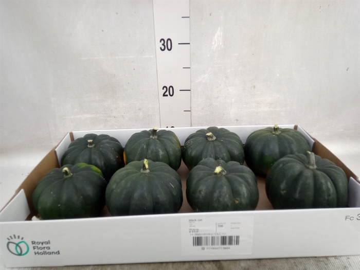 Cucurbita mosc. 'Hayato'