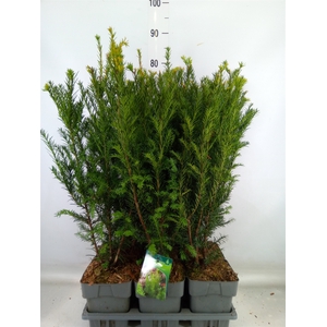 Taxus media 'Groenland'