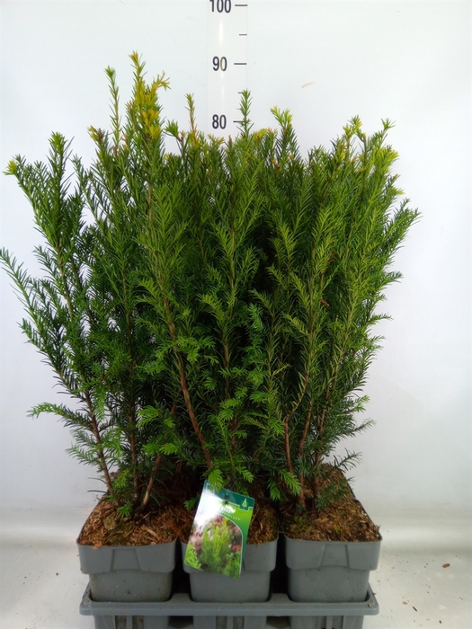 <h4>Taxus media 'Groenland'</h4>