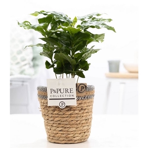 Coffea Arabica in P&PURE Basket 6