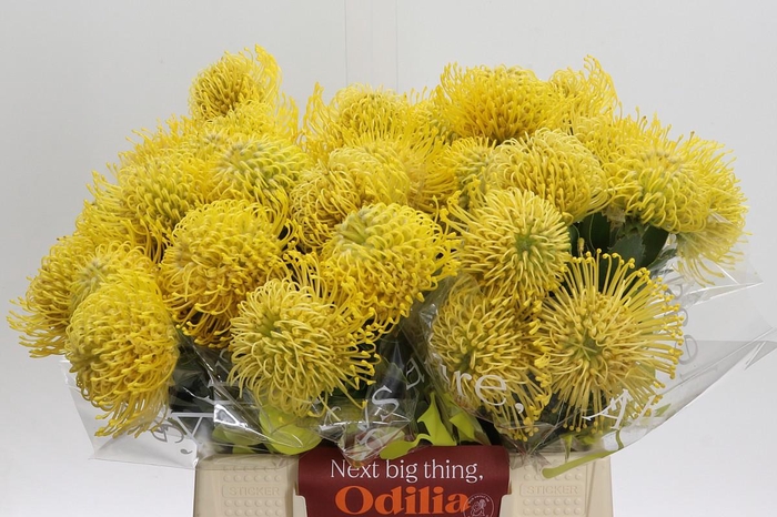 <h4>Nutans High Gold</h4>