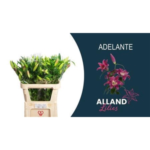 LI OT ADELANTE