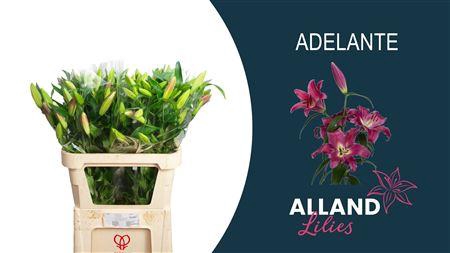 <h4>LI OT ADELANTE</h4>