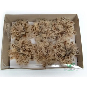 ROZEN VEREN ON WIRE NATURAL BROWN 6PCS