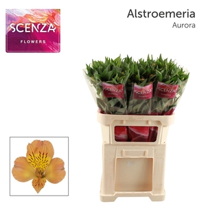 ALSTR AURORA Scenza