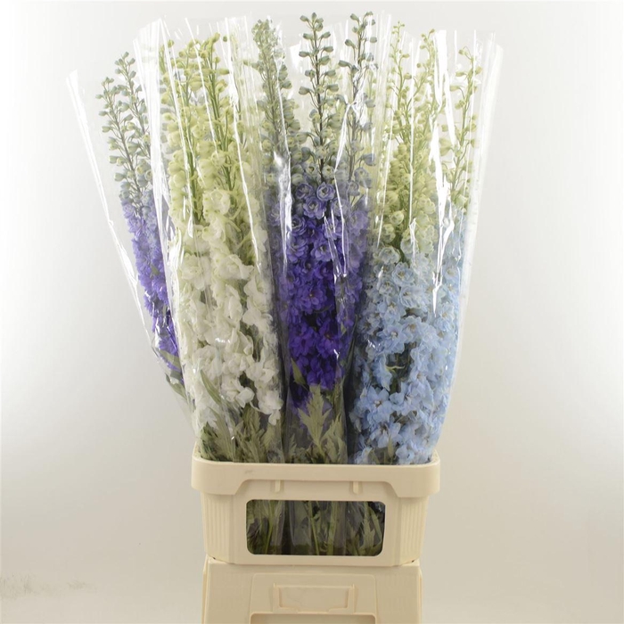 <h4>Delphinium Mix</h4>