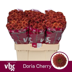 CHR SAN AAA DORIA CHERRY CHR S AAA