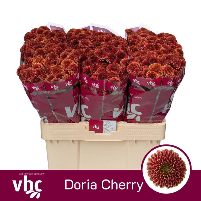 <h4>CHR SAN AAA DORIA CHERRY CHR S AAA</h4>