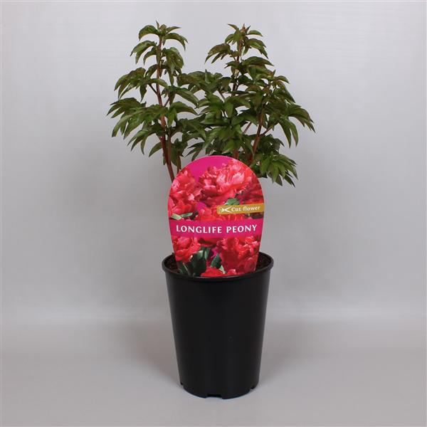 <h4>Paeonia Premium Longlife 26CM Rood</h4>