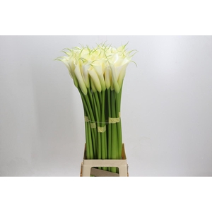 Zantedeschia Eydolls White