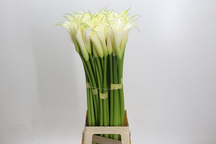 <h4>Zantedeschia Eydolls White</h4>