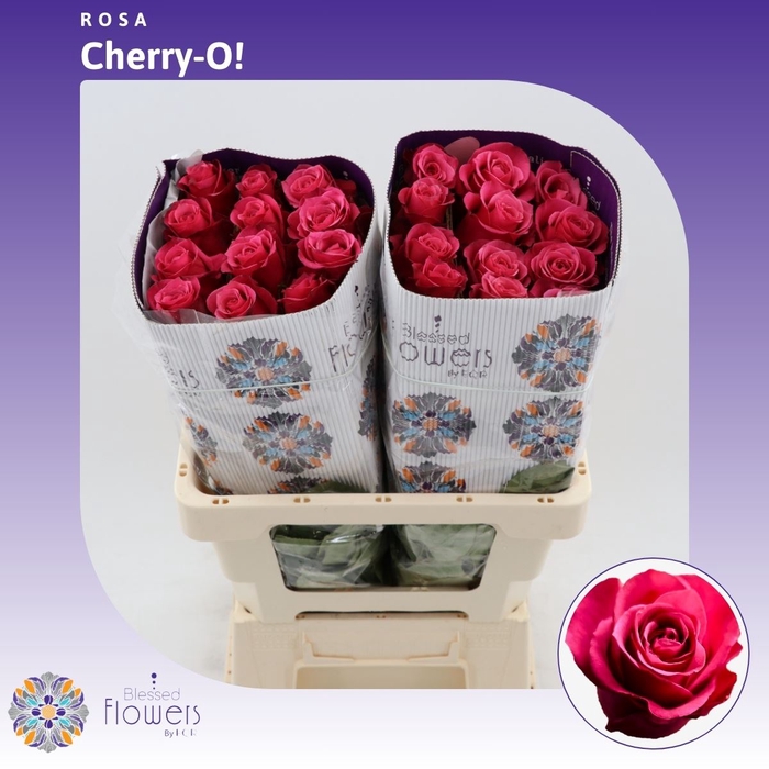 <h4>Rosa gr Cherry-o!</h4>