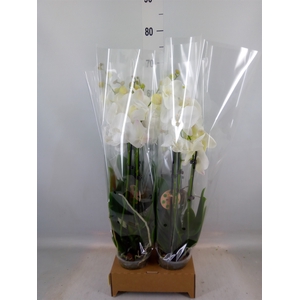 Phalaenopsis   ...white