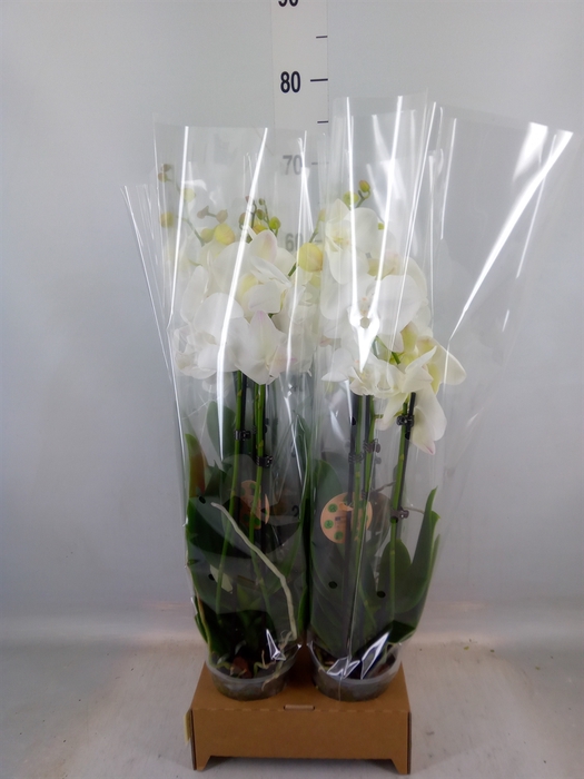 <h4>Phalaenopsis   ...white</h4>