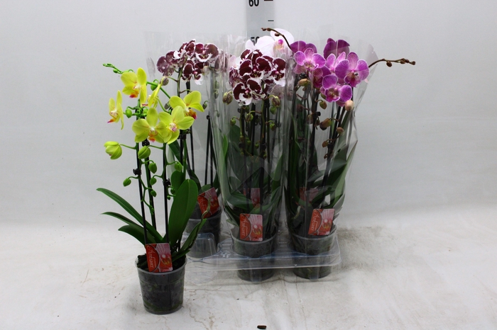 <h4>PHAL EL CASCADE</h4>