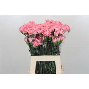 Dianthus St Dulcinea