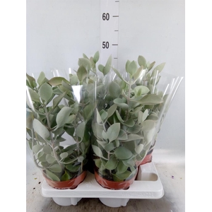 Kalanchoe   ...