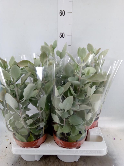 <h4>Kalanchoe   ...</h4>