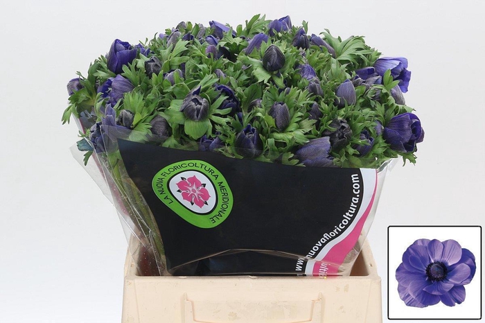 <h4>ANEM CO MIS + D BLUE</h4>