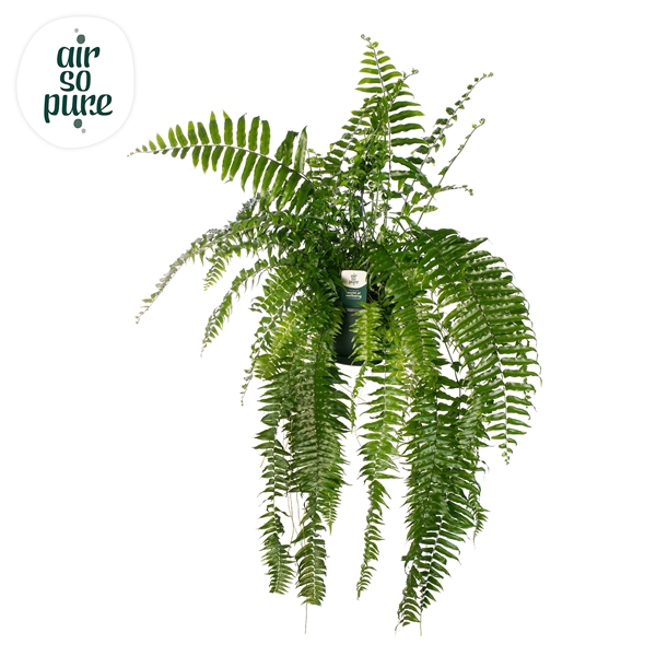 <h4>Nephrolepis overig</h4>