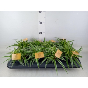 Chlorophytum com. 'Ocean'