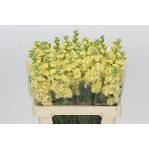 Matthiola Iron Yellow