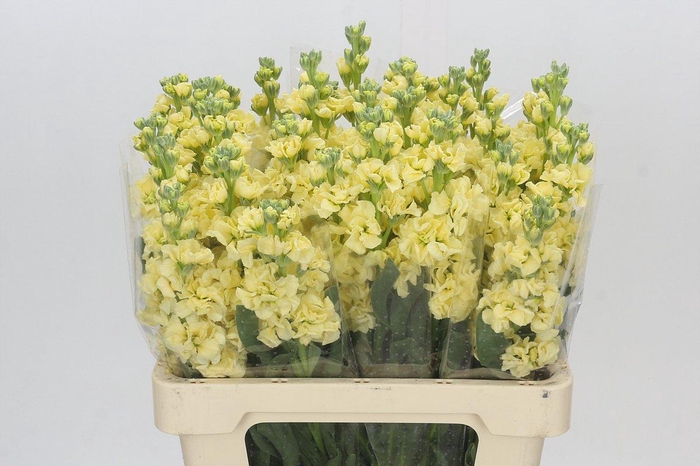 <h4>Matthiola Iron Yellow</h4>