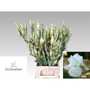 Iris Latifolia White