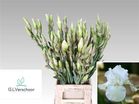 <h4>Iris Latifolia White</h4>