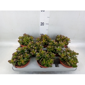 Crassula ovata 'Minor'