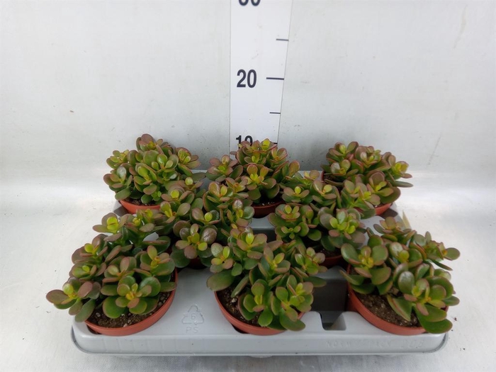 <h4>Crassula ovata 'Minor'</h4>