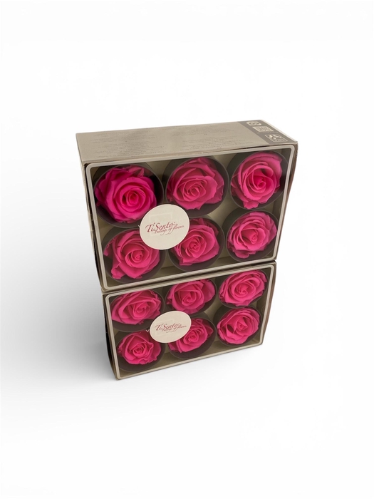 <h4>ARR ROSA POT H%</h4>