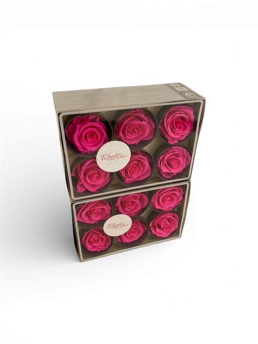 <h4>ARR ROSA POT H%</h4>